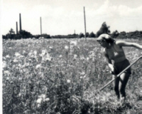 Sečení trávy na louce, kde v budoucnu bude staveniště NHKG - 1951